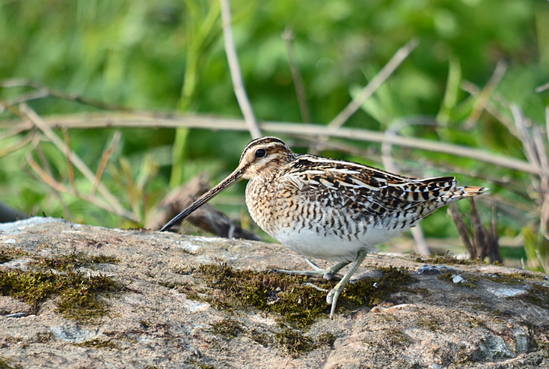 Common Snipe - Estonia