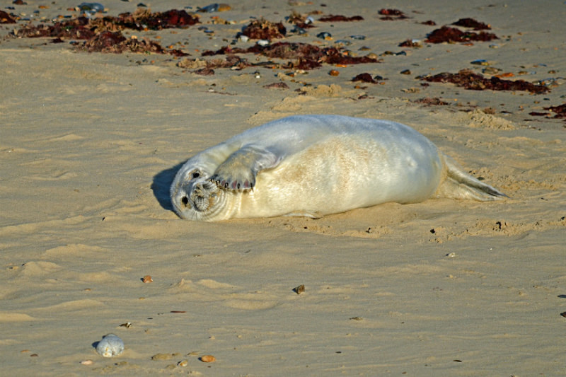 Atlantic Grey Seal - Atlantic Grey Seals