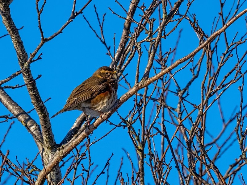 Redwing - Thrushes