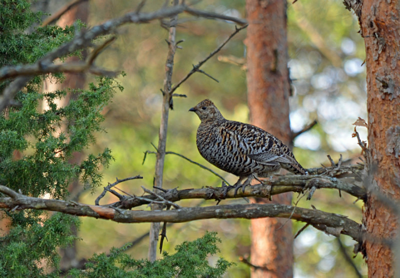 Black Grouse - Estonia