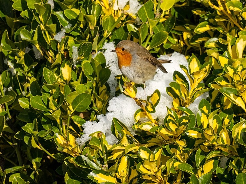 Robin - Robins