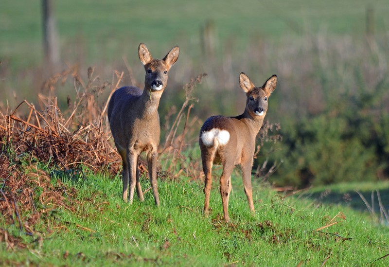 Roe Deer - Roe Deer