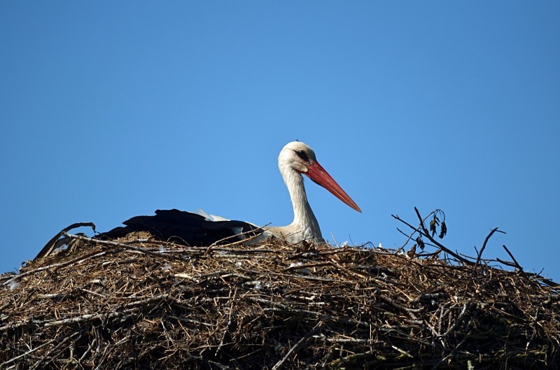 White Stork - North east Poland - May 2013