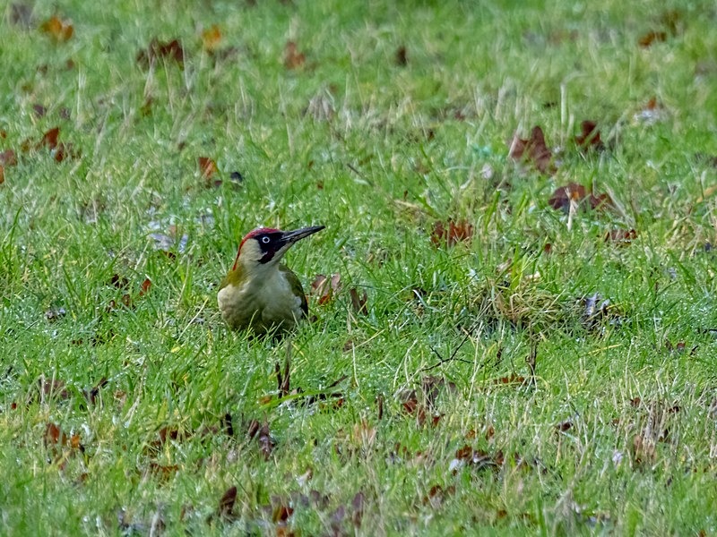 Green Woodpecker - Woodpeckers