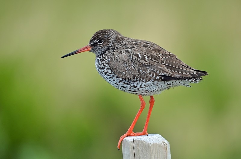Common Redshank - North Norway