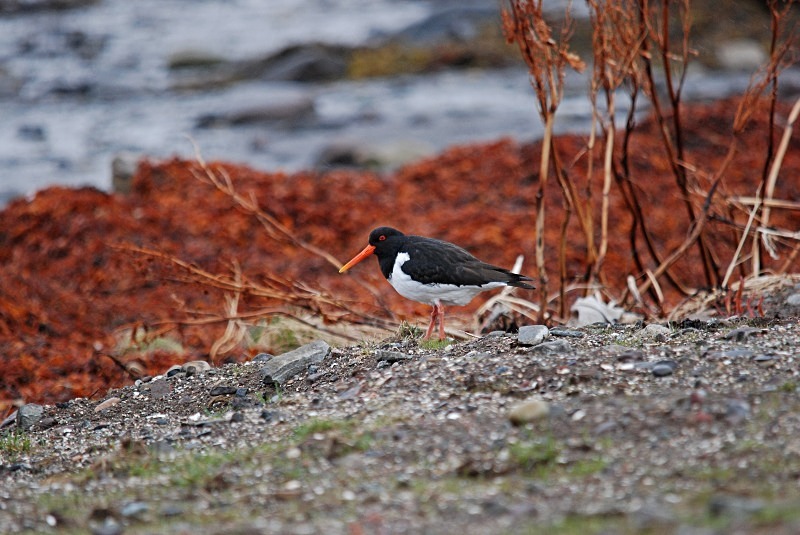 Oystercatcher - North Finland and north Norway - May and June 2009