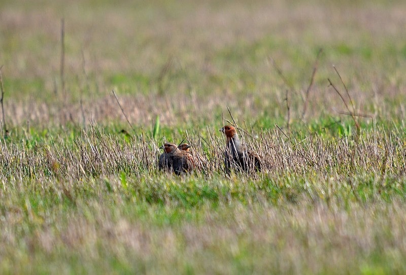 Grey Partridges - Game birds