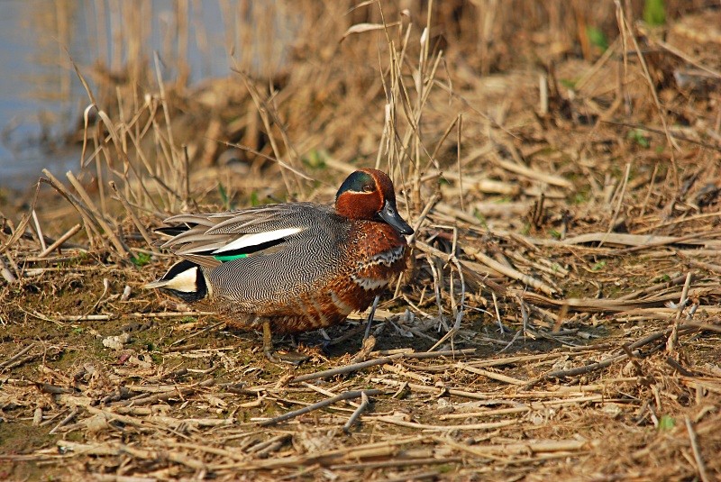 Teal - Dabbling ducks
