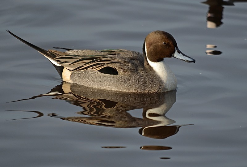 Pintail - Dabbling ducks