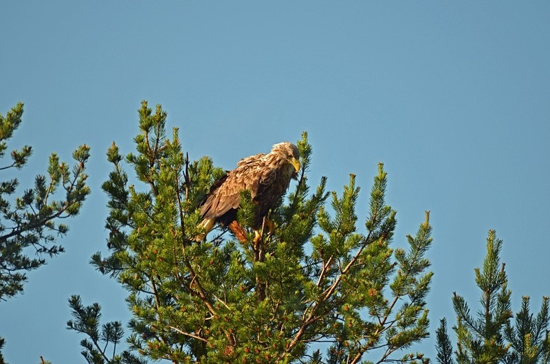 White-tailed Eagle - North Finland - part 2