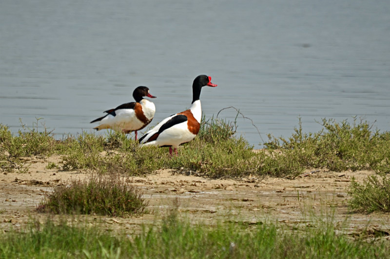 Shelducks - East Macedonia and Thrace