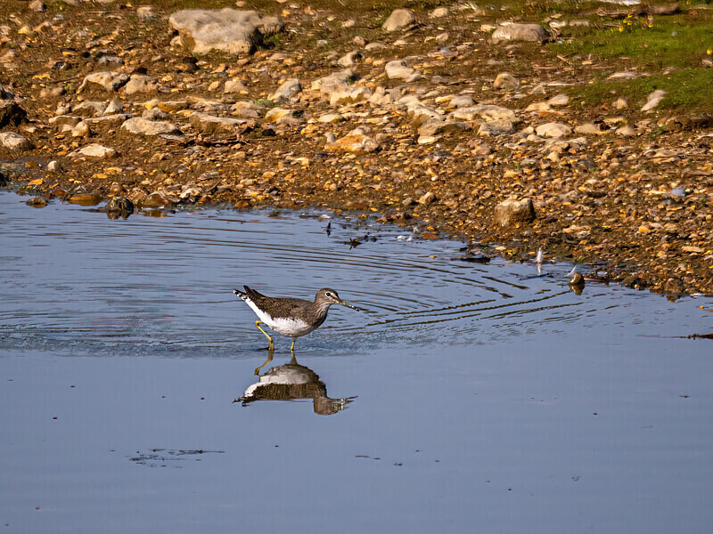 Green Sandpiper - Sandpipers