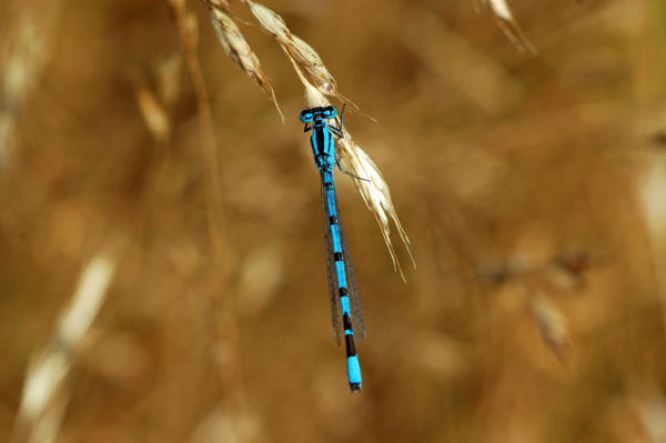 Common Blue Damselfly - Dragonflies and damselflies