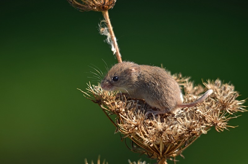 Harvest Mouse - Harvest Mouse