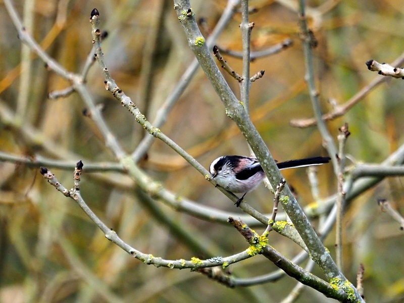 Long-tailed Tit - Tits