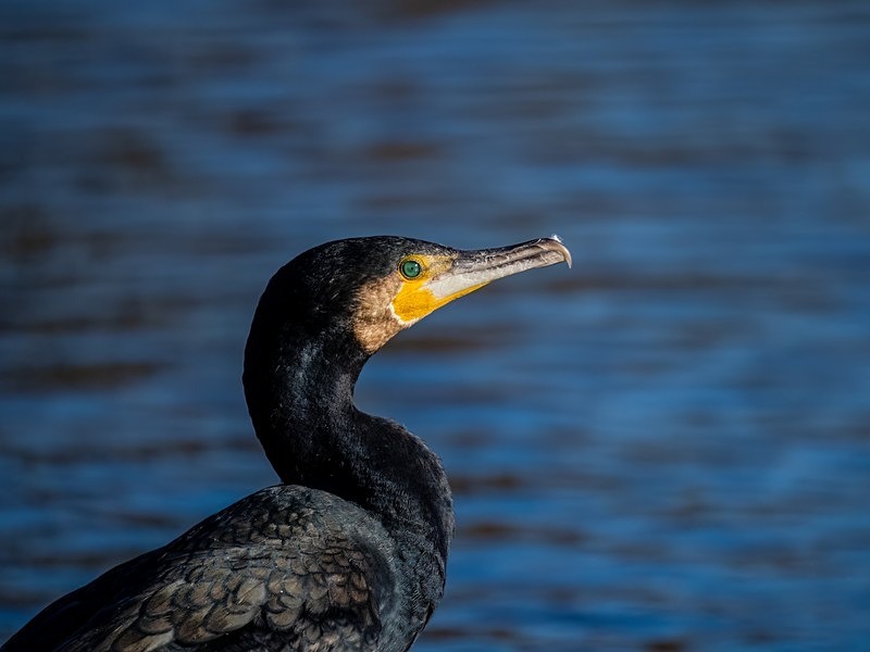 Cormorant - Cormorants and Shags