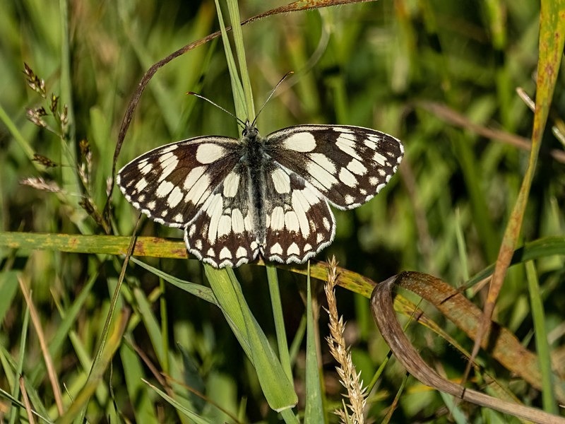Marbled White - Butterflies