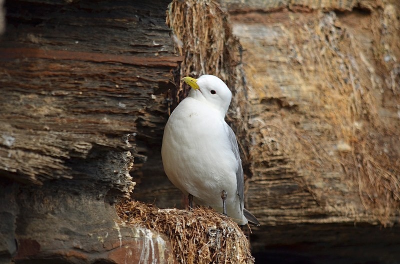 Kittiwake - North Norway