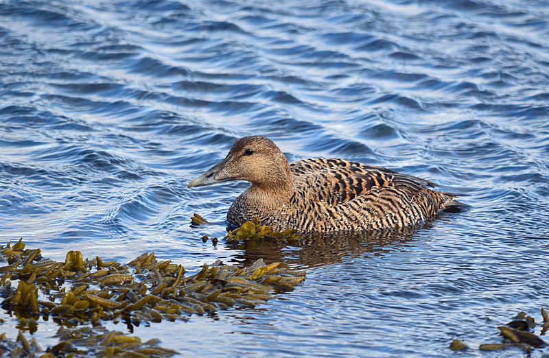 Eider - North west Iceland