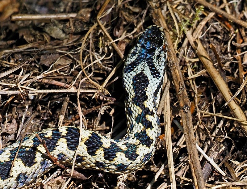 Adder - Snakes