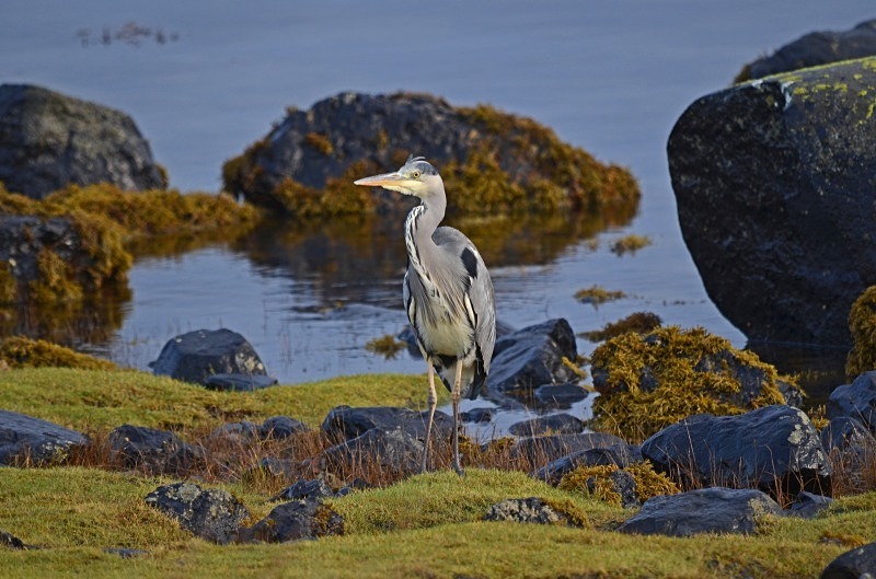 Grey Heron - Herons and egrets