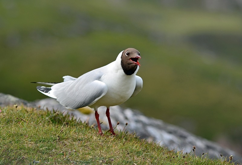 Black-headed Gull - Gulls