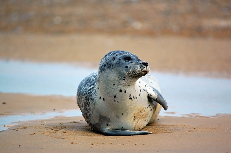 Common Seal - Common Seals