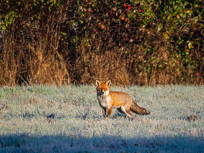 Red Fox - Latest photos