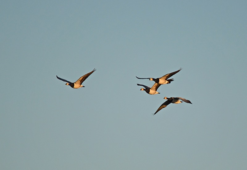 Barnacle Geese - Black geese