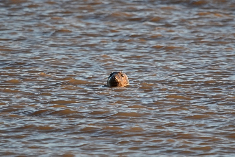 Atlantic Grey Seal - Atlantic Grey Seals