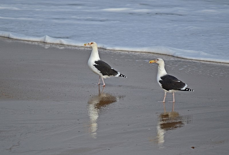 Great Black-backed Gulls - Gulls