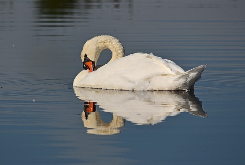 Mute Swan - Mute Swans