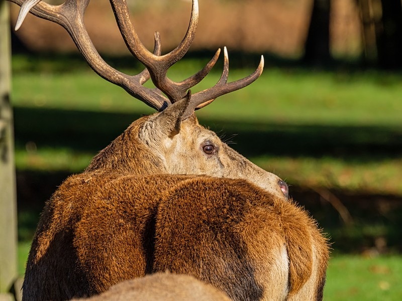 Red Deer - Red Deer