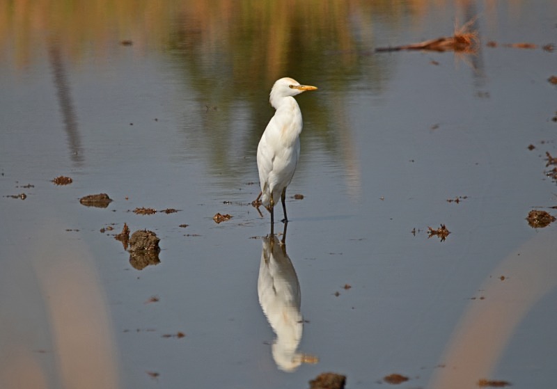 Cattle Egret - South Spain - September 2013