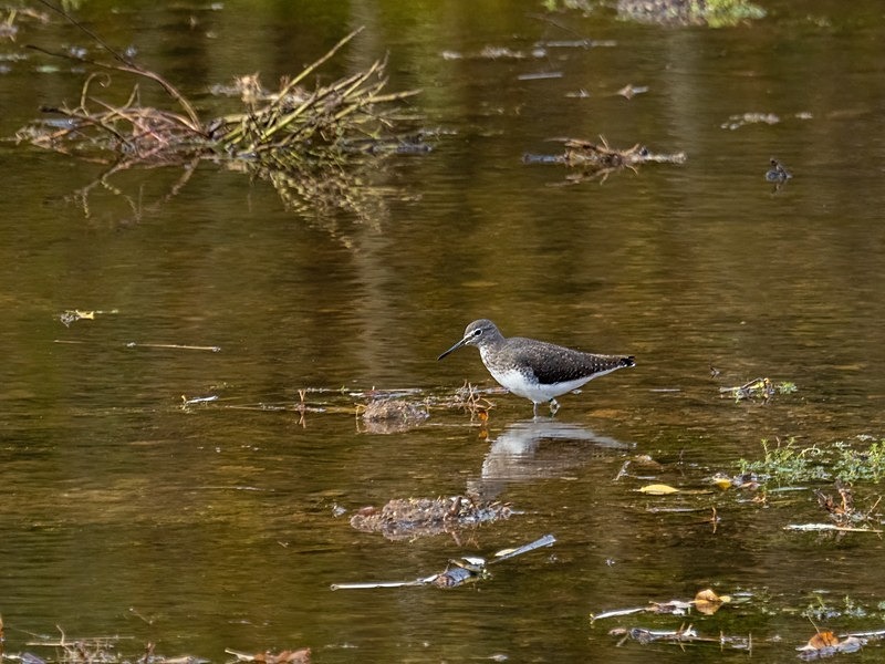 Green Sandpiper - Sandpipers