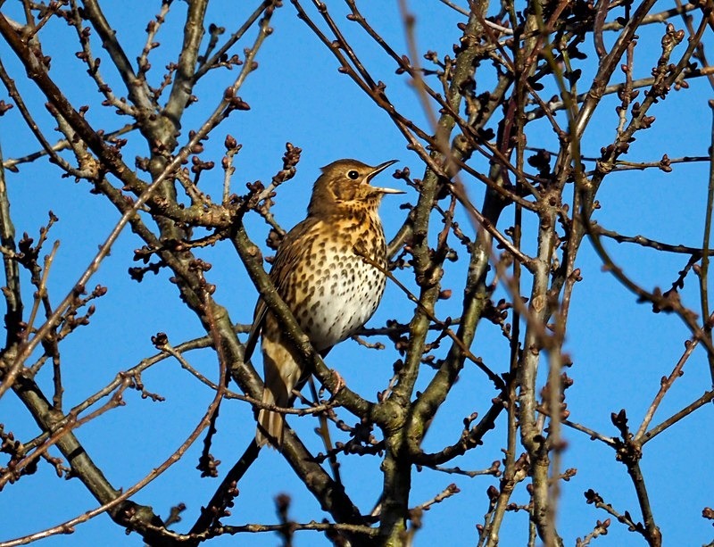 Song Thrush - Thrushes