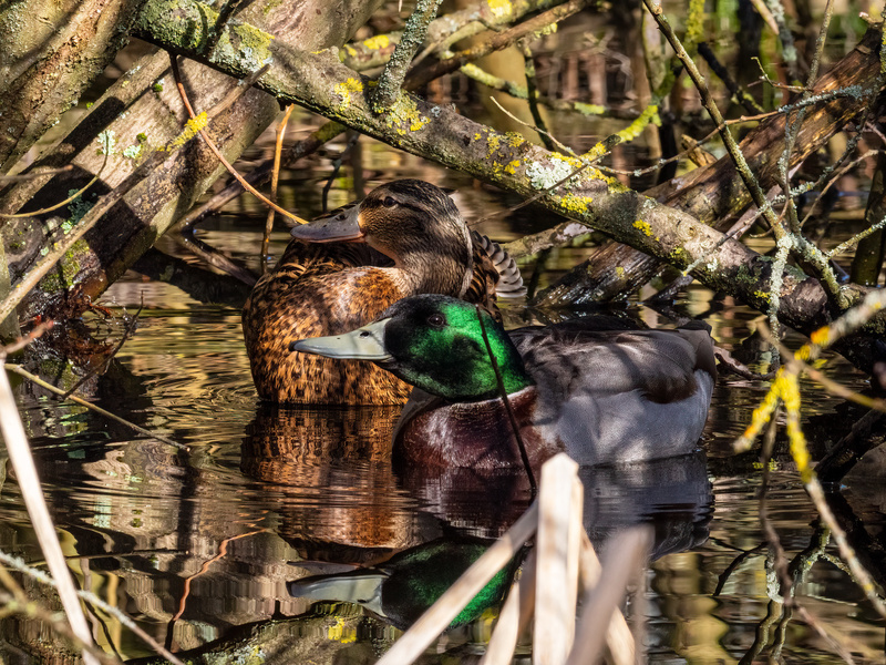 Mallards - Latest photos