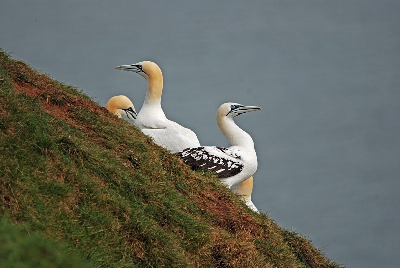 Gannets - Gannets