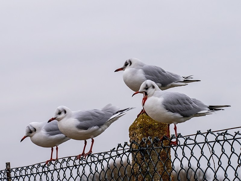 Black-headed Gulls - Gulls