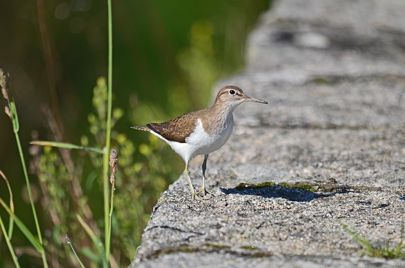 Common Sandpiper - Sandpipers