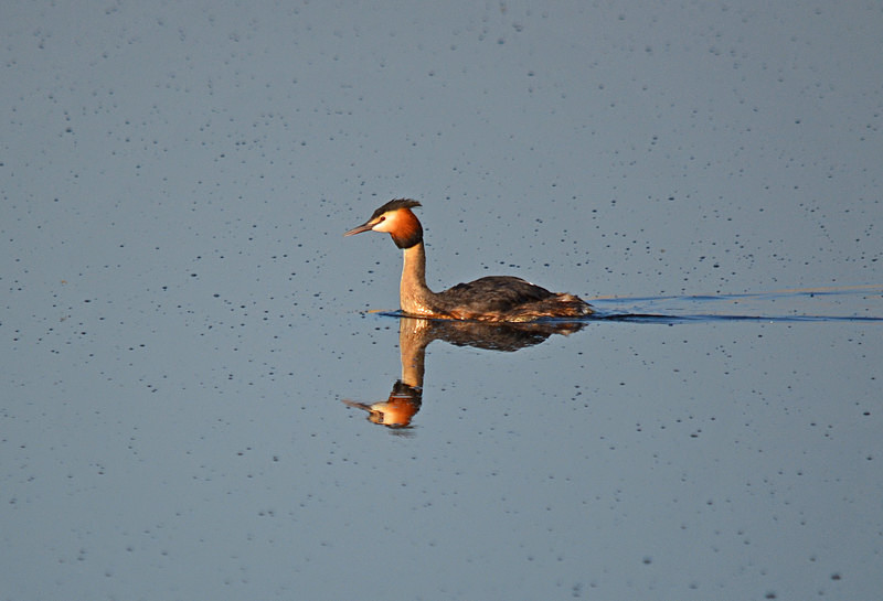 Great Crested Grebe - Grebes
