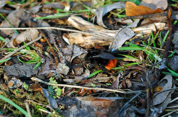 Red-tailed Bumblebee - Insects, beetles, spiders, etc.