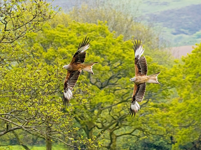 Red Kites - Birds of prey