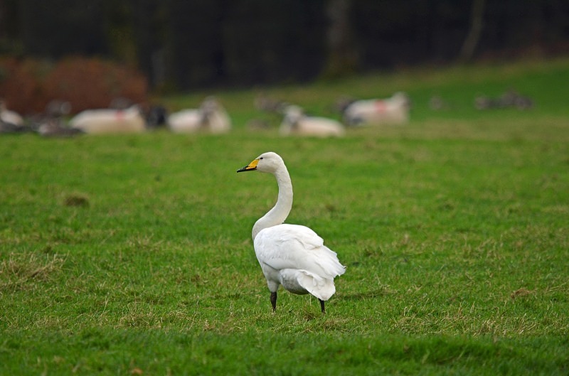 Whooper Swan - Whooper and Bewick's Swans