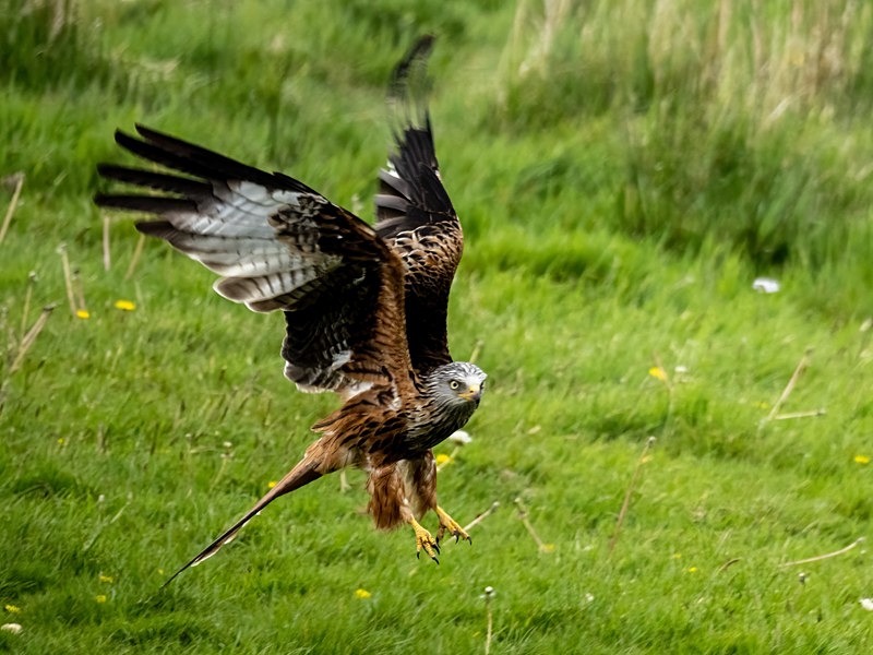 Red Kite - Birds of prey