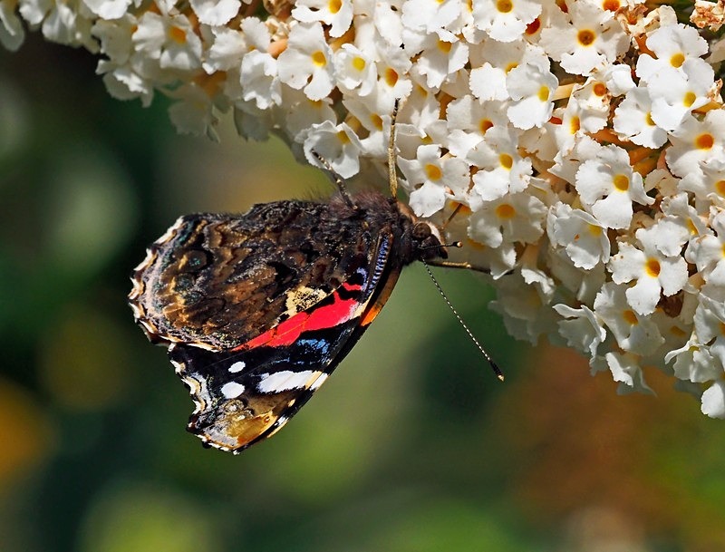 Red Admiral - Butterflies