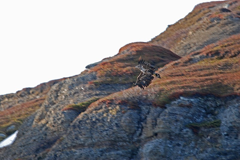 White-tailed Eagle - North Finland and north Norway - May and June 2009