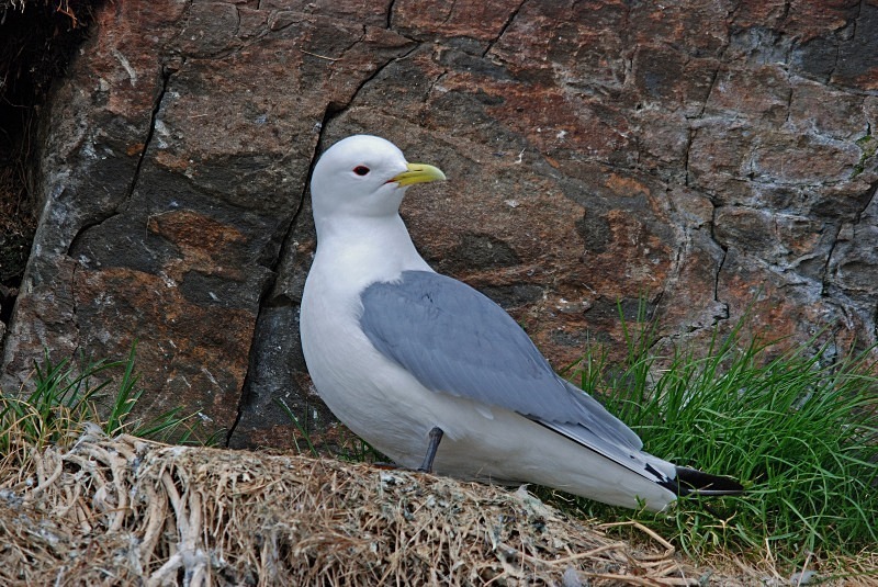 Kittiwake - North Finland and north Norway - May and June 2009