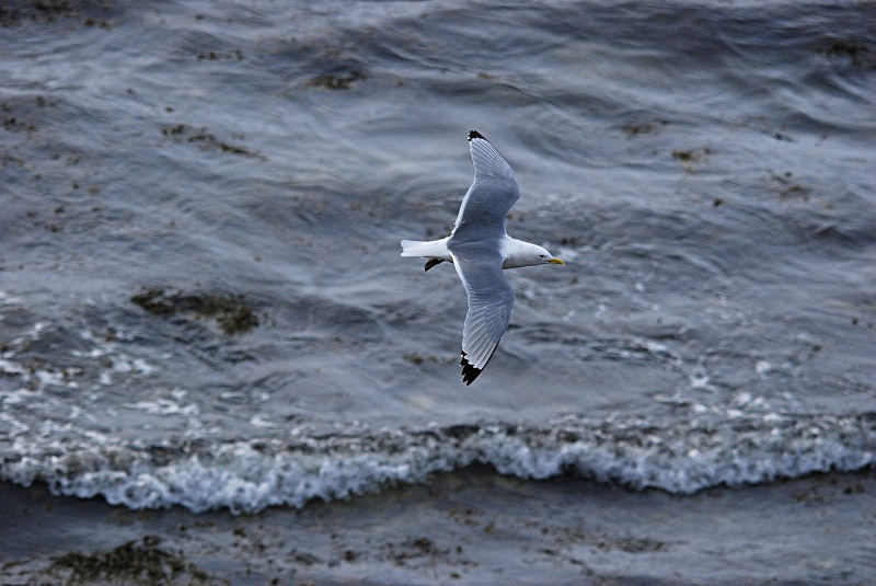Kittiwake - Norway