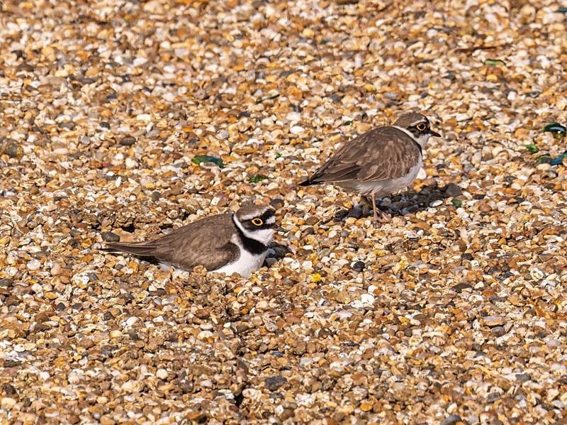 Little Ringed Plover - Plovers